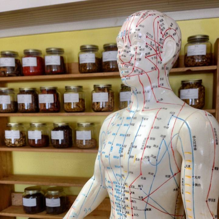 Un modèle représentant des points d'acupuncture et des méridiens est exposé devant des étagères contenant des pots de plantes médicinales traditionnelles chinoises.