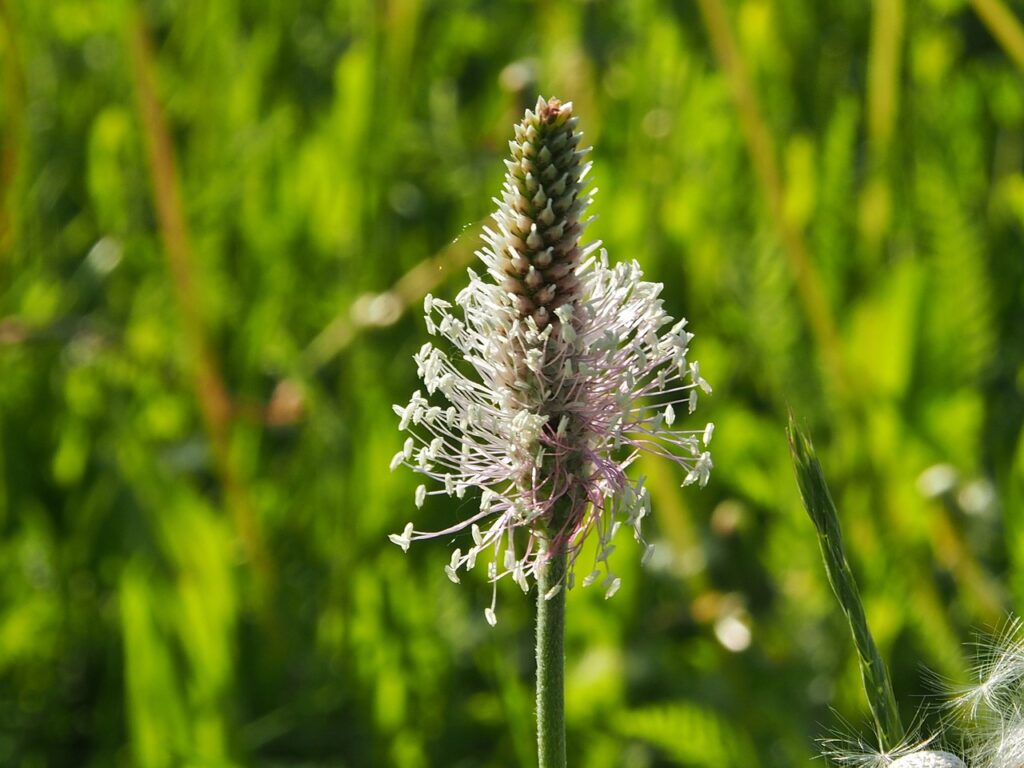 feuilles de plantain 