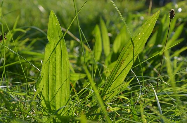 Gros plan sur des feuilles de plantain vertes (Plantago major) avec des nervures visibles et des gouttelettes de rosée dans un cadre naturel de jardin.